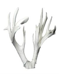 Antlers & Horns