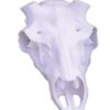 Skulls