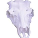 Skulls