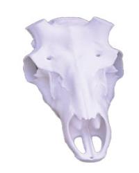 Skulls