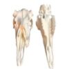 Skulls
