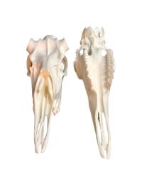 Skulls