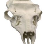 Skulls