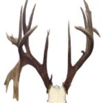 Antlers & Horns