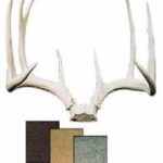 Antlers & Horns