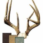 Antlers & Horns