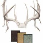 Antlers & Horns