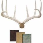 Antlers & Horns