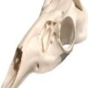 Skulls