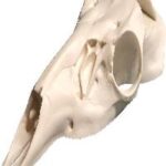 Skulls