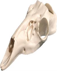 Skulls