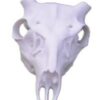Skulls