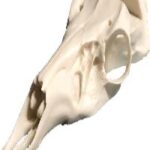 Skulls