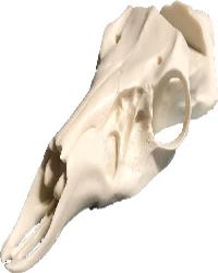 Skulls