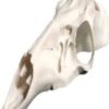 Skulls