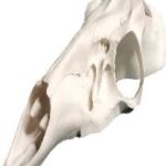 Skulls