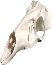Skulls