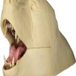Rugshell