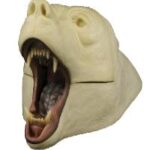 Rugshell