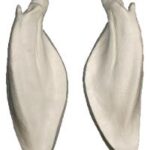 Ears