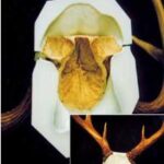 Skulls