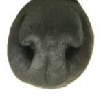 Noses & Septums