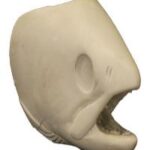 Female Pink Salmon Head