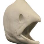 Humpback Salmon Head