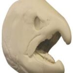 Male Silver Salmon Head