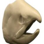 Male Chum Salmon Head