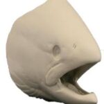 Salmon Chinook Female Head