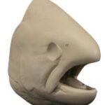 Salmon Chinook Female Head