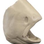 Salmon Chinook Male/Female Head