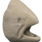 Salmon Chinook Female Head