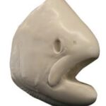 Salmon Chinook Female Head