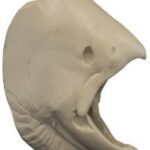 Salmon Chinook Female Head