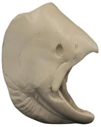 Salmon Chinook Female Head