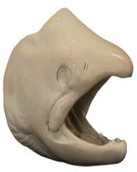 Salmon Chinook Male Head