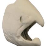 Male King Salmon Head