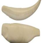 Steelhead Trout Body Form