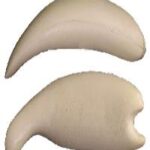 Dolly Vardin Trout/Steelhead