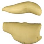 Steelhead Trout Body Form