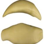 Steelhead Trout Body Form