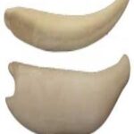 Steelhead Trout Body Form