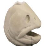 Brook Trout Head Form