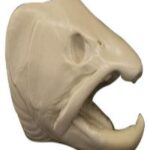 Male Brown Trout Head Form