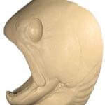 Rainbow Trout Head Form