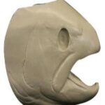 Steelhead Trout Head Form