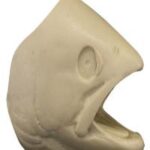 Male Rainbow Trout Head Form