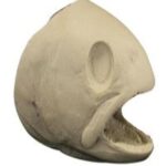 Cutthroat Trout Head Form